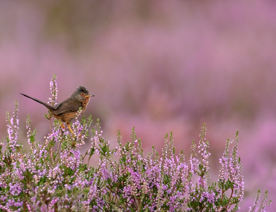 Wildlife laws under threat Habitats Regulations Dorset Wildlife Trust